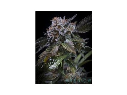 Paradise Seeds White Noise, feminized (Balení 5 ks)