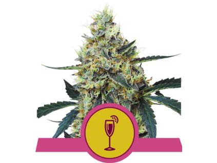 Royal Queen Seeds Mimosa feminized (Balení 5 ks)