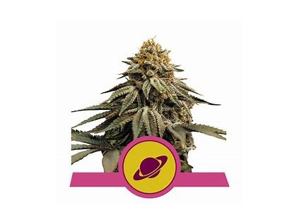Royal Queen Seeds Royal Skywalker feminized (Balení 5 ks)