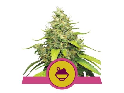 Royal Queen Seeds Blue Gelato feminized (Balení 5 ks)