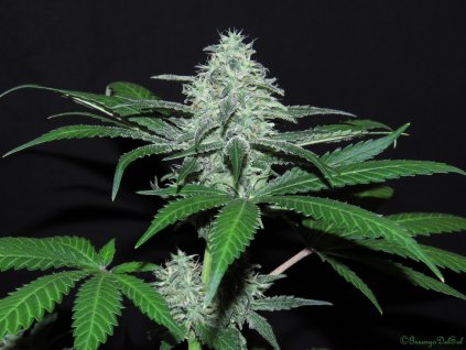 Ripper Seeds, Sideral, feminized (Balení 5ks)