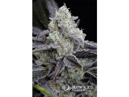 Silent Seeds L.A. Vanilla Cake feminized (Balení 10ks)