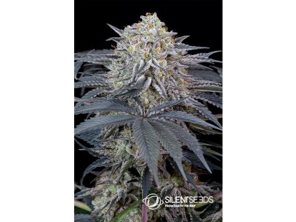 Silent Seeds Watermelon Runtz feminized (Balení 5ks)