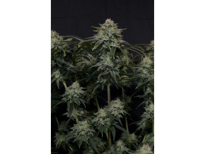 Fast Buds Gorilla Cookies, fastflowering feminized (Balení 5 ks)