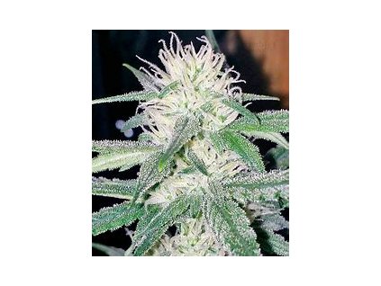 Sensi Seeds White Cheese feminized (Balení 5 ks)