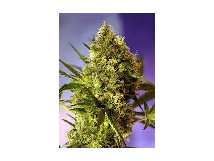 Sweet Seeds Auto Big Devil #2 feminized autoflowering (Balení 3+1 ks)