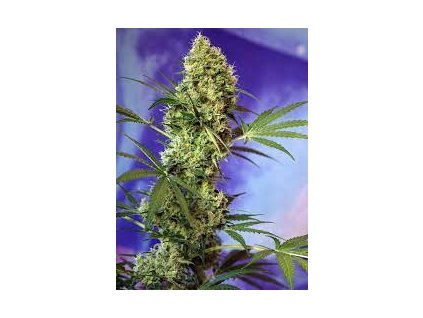 Sweet Seeds Auto Big Devil feminized autoflowering (Balení 5+2 ks)