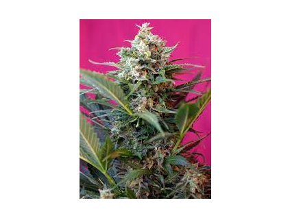 Sweet Seeds Auto Big Devil XL feminized autoflowering (Balení 5+2 ks)