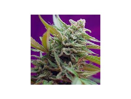 Sweet Seeds Auto Black Jack feminized autoflowering (Balení 5+2 ks)