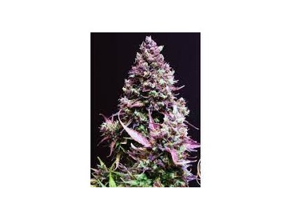 Sweet Seeds Auto Cream Caramel feminized autoflowering (Balení 5+2 ks)