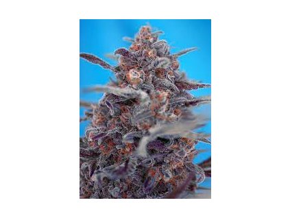 Sweet Seeds Auto Devil Cream feminized autoflowering (Balení 5+2 ks)