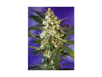 Sweet Seeds Auto Fast Bud #2 feminized autoflowering (Balení 5+2 ks)