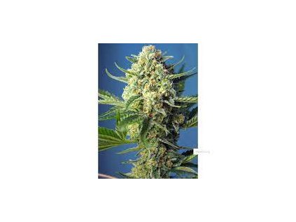 Sweet Seeds Auto S.A.D. feminized autoflowering (Balení 5+2 ks)