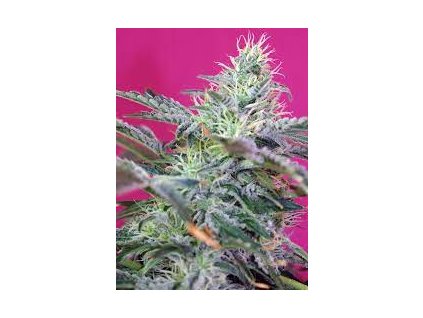 Sweet Seeds Auto Sweet Cheese feminizovaná autoflowering (Balení 5+2 ks)