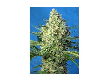 Sweet Seeds Auto Jack 47 feminized autoflowering (Balení 25ks)