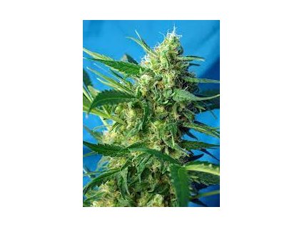 Sweet Seeds Auto NYC Diesel autoflowering feminized (Balení 5+2 ks)