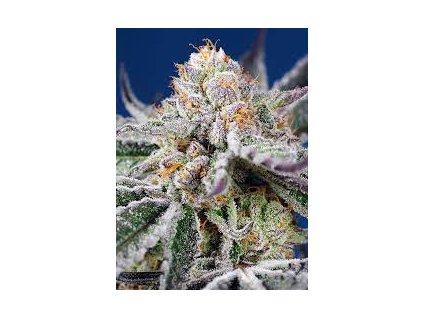 Sweet Seeds Auto Orange Apricot Glue XL autoflowering (Balení 5+2 ks)