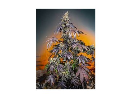 Sweet Seeds Auto Red Gorilla Girl XL autoflowering (Balení 5+2 ks)