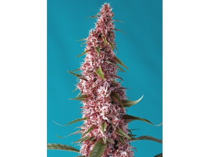 Sweet Seeds Auto Red Pure CBD autoflowering feminized (Balení 5+2 ks)