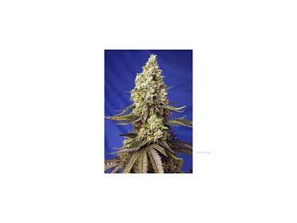 Sweet Seeds Auto Runtz XL autoflowering feminized (Balení 5+2 ks)