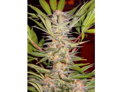 Sweet Seeds S.A.D. F1, feminizovaná semena konopí