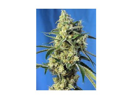 Sweet Seeds Amnesia Haze feminized (Balení 5+2 ks)