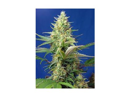 Sweet Seeds Auto Sweet Pure CBD feminized autoflowering (Balení 5+2 ks)