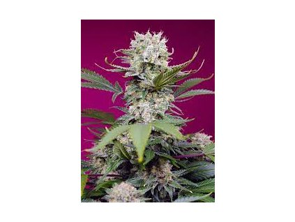 Sweet Seeds Auto Sweet Mandarine Zkittlez XL feminized (Balení 5+2 ks)