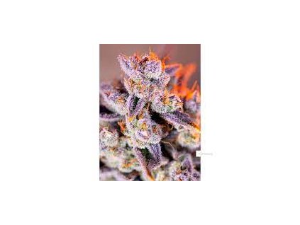 Sweet Seeds Auto Tropicana Poison XL feminized autoflowering (Balení 5+2 ks)