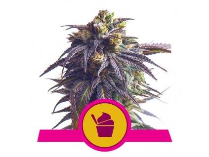 Royal Queen Seeds Sundae Driver, feminized (Balení 5 ks)