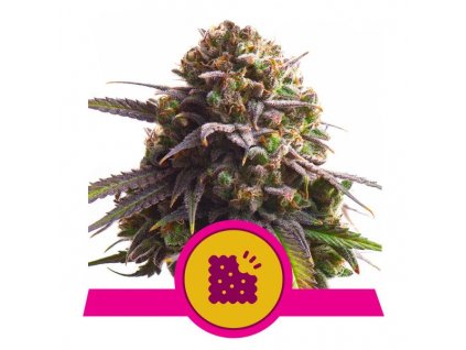 Royal Queen Seeds Biscotti, feminized (Balení 5 ks)