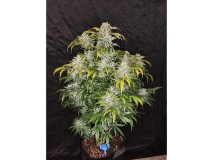 59044 5 fast buds cbd crack auto feminizovana semena konopi samonakvetaci