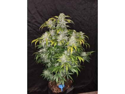 Fast Buds CBD Crack Auto feminizovaná autoflowering (Balení 5 ks)