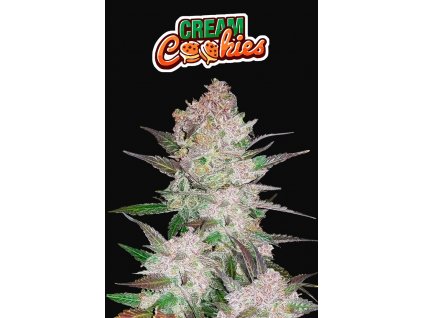 Fast Buds Cream Cookies Auto feminizovaná autoflowering (Balení 5 ks)