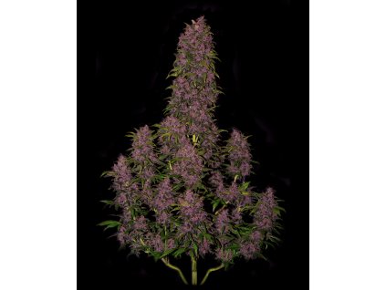 Fast Buds Crystal METH Auto feminizovaná autoflowering (Balení 5 ks)