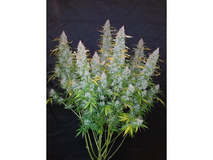 Fast Buds Californian Snow Auto feminizovaná autoflowering (Balení 5 ks)