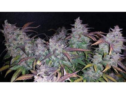 59056 8 fast buds fastberry auto feminizovana semena konopi samonakvetaci