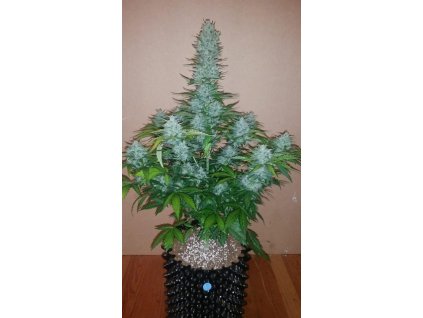 59059 7 fast buds g14 auto feminizovana semena konopi samonakvetaci