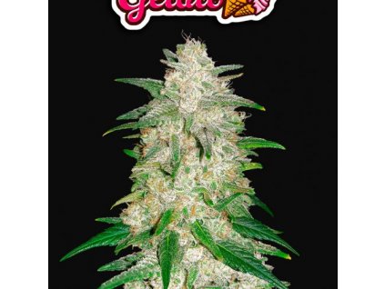 Fast Buds Gelato Auto feminizovaná autoflowering (Balení 5 ks)