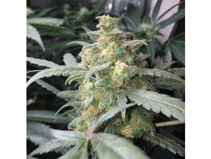 59065 6 fast buds green crack auto feminizovana semena konopi samonakvetaci