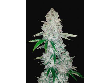 59068 1 fast buds gorilla glue auto feminizovana semena konopi samonakvetaci