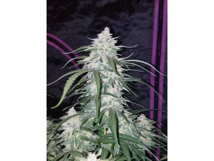 59086 12 fast buds pineapple express auto feminizovana semena konopi samonakvetaci