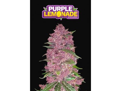 59089 10 fast buds purple lemonade auto feminizovana semena konopi samonakvetaci