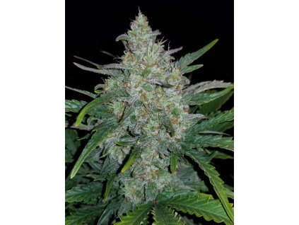 59092 10 fast buds rhino ryder auto feminizovana semena konopi samonakvetaci