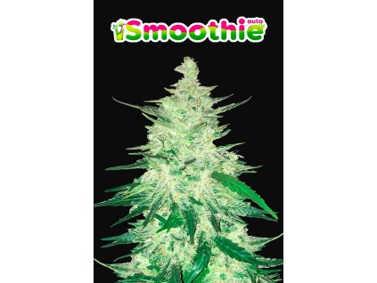 59095 11 fast buds smoothie auto feminizovana semena konopi samonakvetaci