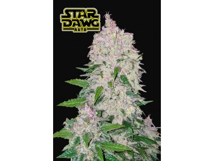 59098 11 fast buds stardawg auto feminizovana semena konopi samonakvetaci