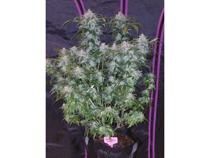 59104 10 fast buds tangie matic auto feminizovana semena konopi samonakvetaci