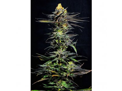 59119 1 holy seeds bank bitter cherry punch feminizovana