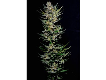 59125 1 holy seeds bank chuck norris feminizovana