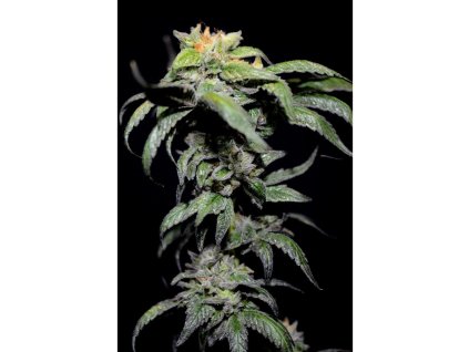 59137 1 holy seeds bank guerilla glue feminizovana